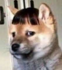 He Looks Like Dora Cute Animal Memes Cute Memes Animal Memes