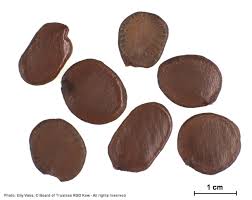 Image result for Brachystegia utilis