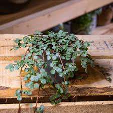 Image result for Pilea angolensis