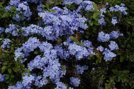 With so many succulent types out there, it may be hard to choose the best drought tolerant succulents for outdoor gardens, but we are here to help! Plumbago Drought Resistant Plants Butterfly Plants Drought Tolerant Shrubs