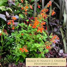 Image result for Salvia coccinea