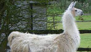 Maybe you would like to learn more about one of these? Adopt A Llama Or Alpaca Hobby Farms