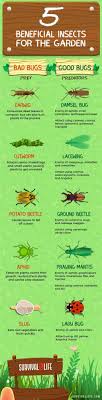 Check spelling or type a new query. 20 Beneficial Insects For The Garden Ideas Beneficial Insects Insects Garden Seeds