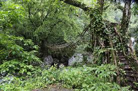 Image result for Cherrapunji root bridge
