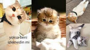 cute cats sevimli kediler panosundaki pin