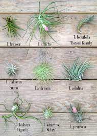Air plants, or tillandsia, are a genus of over 650 species of evergreen, perennial flowering plants that belong to the bromeliaceae family. 370 Tillandsia Species Varieties Ideas Tillandsia Air Plants Species