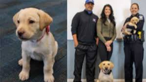 Find labrador in dogs & puppies for rehoming | find dogs and puppies locally for sale or adoption in ontario : Ohio Police Department Welcomes New Therapy Puppy