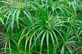 Image result for Cyperus clavinux