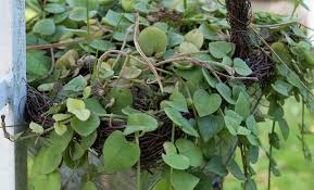 Image result for Ceropegia zambesiaca