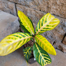 Image result for Sanchezia