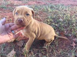 The barking tendency in the american pitbull is rated low; Adba American Pit Bull Terrier Puppy Socialization