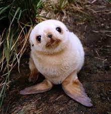 All Our Remedies Baby Animals Funny Baby Animals Super Cute Baby Animals Pictures