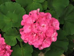 Image result for Pelargonium alchemilloides
