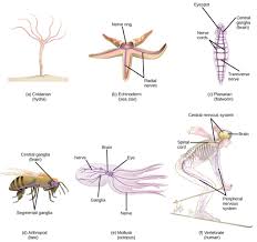 Diversity Of Nervous Systems Biology For Majors Ii