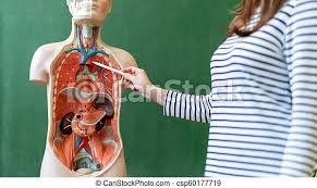 Anatomy human woman female internal body vector organs infographic diagram. Young Female Teacher In Biology Class Teaching Human Body Anatomy Using Artificial Body Model To Explain Internal Organs Canstock