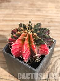 Image result for Ferraria glutinosa