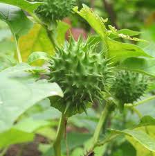 Image result for Datura stramonium