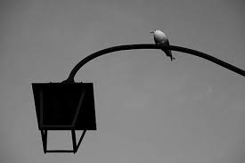 10 manfaat madu hitam yang baik untuk tubuh, dapat mencegah, mengobati dari berbagai penyakit yang banyak mengandung nutrisi untuk kesehatan. Halaman 6 Gratis Burung Di Kawat Foto Piqsels