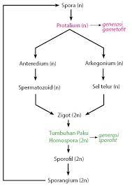 Setelah terjadi pembuahan pada ovum oleh spermatozoid, terbentuk zigot. Daur Hidup Tumbuhan Paku Idschool