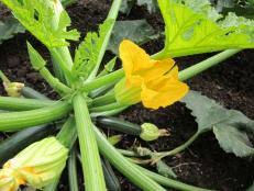 It's actually easier to feel for what you don't want: Zucchini Planting And Growing Tips When To Pick Zucchini Hgtv
