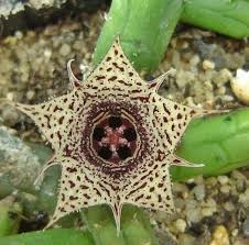 Image result for Huernia volkartii