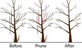 The optimum time of year to prune fruit trees is the dormant season, december, january (best) and. Pruning Fruit Trees Cornell Farm