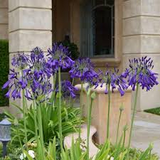 Image result for Agapanthus codii