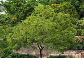 Image result for Dalbergia