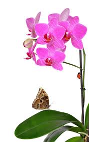 Pink Orchid Flower With Butterfly Pink Orchids Orchids Orchid Flower