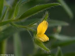 Image result for Crotalaria misella