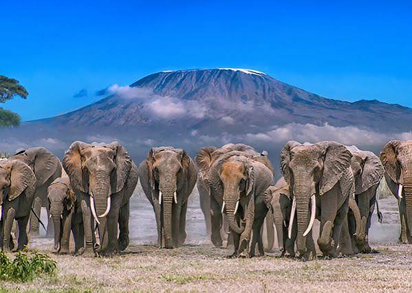 3 Days Amboseli Elephants and Kilimanjaro Views