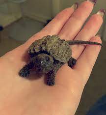 Subscribe to my channel h. My New Baby Alligator Snapping Turtle Only One Week Old She Will Grow About An Inch Two Inches Per Year Love Her So Much Reptiles