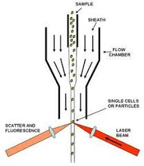 • detection is same as forward scatter detectors. Introduction To Raman And Fluorescence Based Flow Cytometry Oxford Instruments