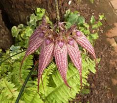 Image result for Bulbostylis burchellii