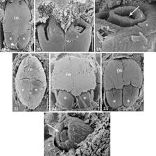 Image result for Exochaenium exiguum