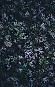 plein ecran おしゃれまとめの人気アイデア pinterest carlotta brutti おしゃれな壁紙背景 壁紙 植物 花