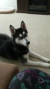 Sort by mum and babies doing brilliantly without any problems all are feeding and gaining weight well. 8 Months Old Siberian Husky Puppy For Sale Siberian Husky Puppies For Sale Husky Puppy Husky