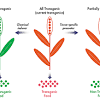 Certain genes are inserted into the plant's genome that confer. Https Encrypted Tbn0 Gstatic Com Images Q Tbn And9gct8a4jkxtqli H3d48xpx3qaxx1eaco Rsj56bv8lvwhee7mdgc Usqp Cau