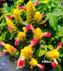 Image result for Justicia incana