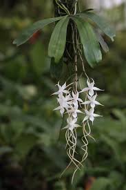 Image result for Aerangis appendiculata