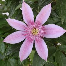 Image result for Clematis costata