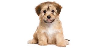 The poovanese is an extremely friendly and affectionate breed. Michigan Puppies For Sale From Vetted Michigan Dog Breeders