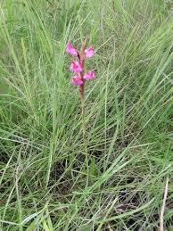 Image result for Disa welwitschii