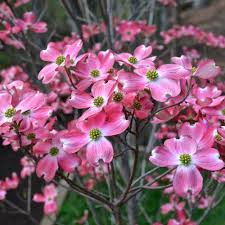 See more ideas about ornamental trees, small ornamental trees, plants. Cornus Florida Rubra Buy Pink Flowering Dogwood Trees Amp Shrubs Small Trees For Garden Dogwood Trees Dogwood