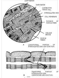 Smooth (unstriated) muscles and cardiac muscles are involuntary muscles. Jee Main Jee Advanced Cbse Neet Iit Free Study Packages Test Papers Counselling Ask Experts Studyadda Com