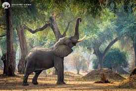 Pin By Meg Bari On Elephants Are My Heart Paradise Africa Hwange National Park Africa