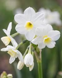 Narcissus Silver Chimes April 30cm Fragrant Naturalises Narcissus Bulb Flowers Daffodils