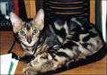 Pictures and Facts About Bengal Cats and Kittens