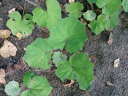 The spiceworks are online dried spice & dried herb merchants. European Coltsfoot Identification And Control Tussilago Farfara King County