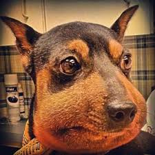 What To Do If A Bee Stings Your Dog Or Cat